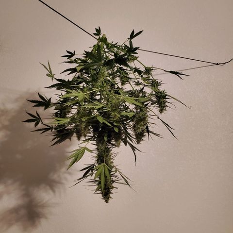 Dee Lite growlog timeline photo