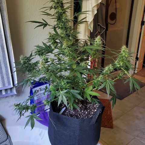 Dee Lite growlog timeline photo