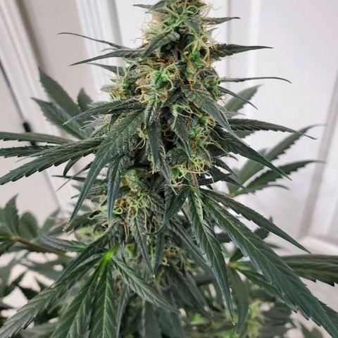 Dee Lite growlog timeline photo