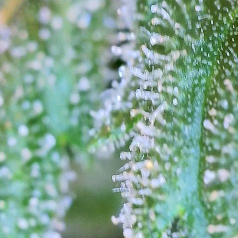 Sour Diesel growlog timeline photo