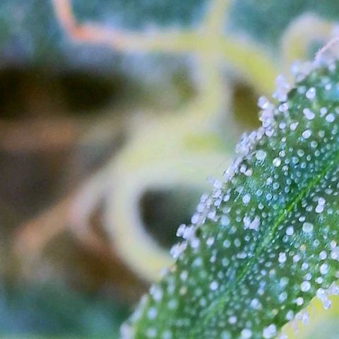 Sour Diesel growlog timeline photo