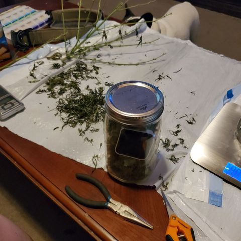 Dee Lite growlog timeline photo