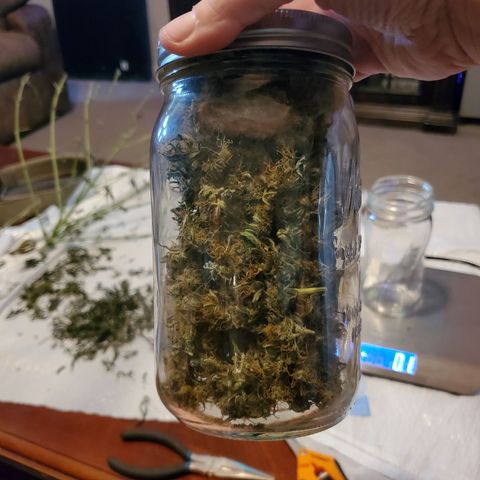 Dee Lite growlog timeline photo