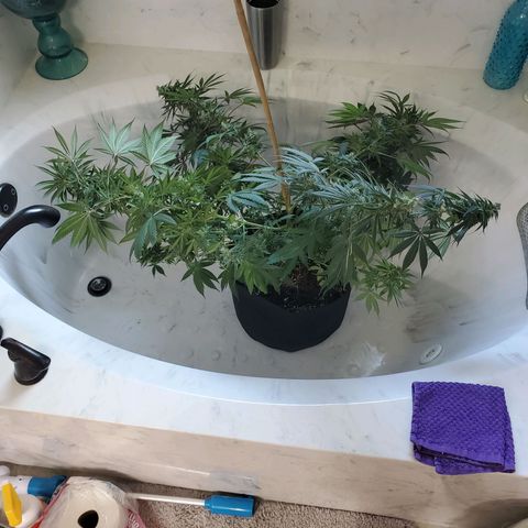 Sour Diesel growlog timeline photo