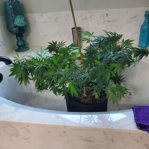 Sour Diesel growlog timeline photo