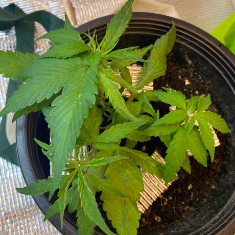 LSDxKD growlog photo: อายุ 24 วัน