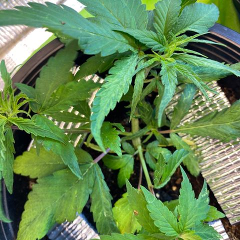 LSDxKD growlog photo: ให้ปุ๋ยวันแรก