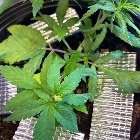 LSDxKD growlog photo: ให้ปุ๋ยวันแรก