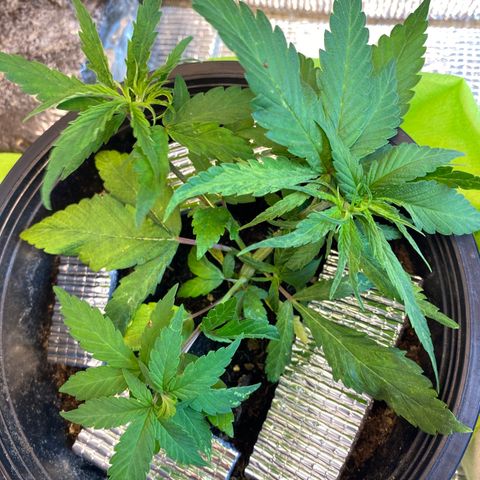 LSDxKD growlog photo: ให้ปุ๋ยวันแรก