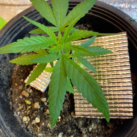 LSDxKD growlog photo: ให้ปุ๋ยวันแรก