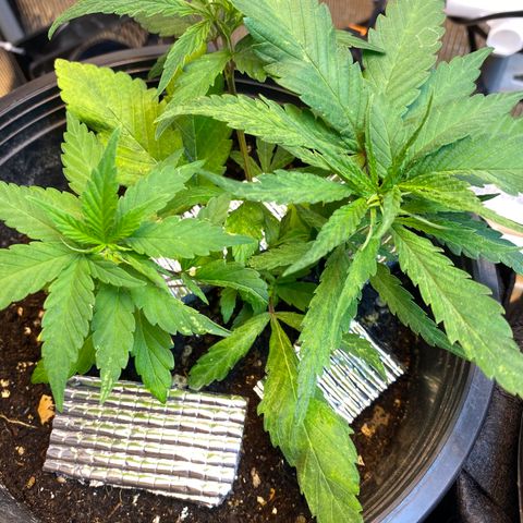 LSDxKD growlog timeline photo