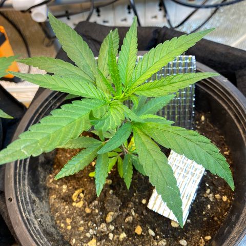 LSDxKD growlog timeline photo