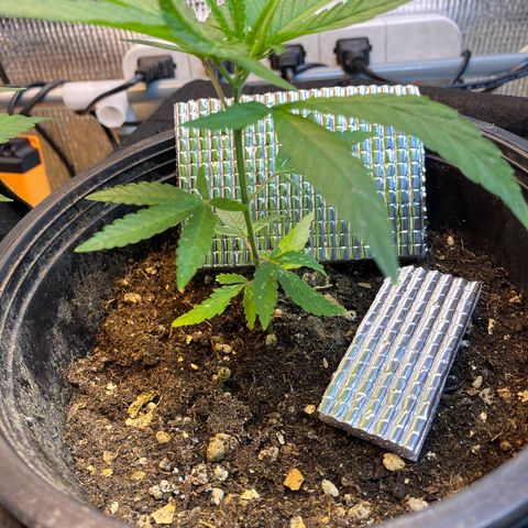 LSDxKD growlog timeline photo