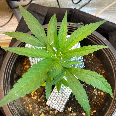 LSDxKD growlog timeline photo