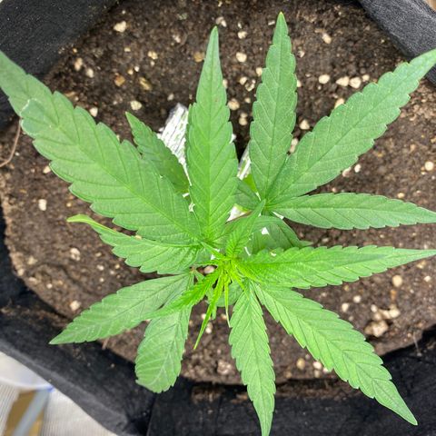 LSDxKD growlog timeline photo