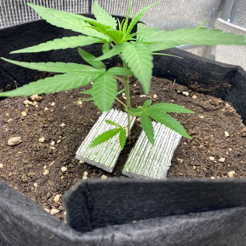 LSDxKD growlog timeline photo