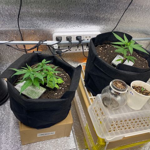 LSDxKD growlog timeline photo