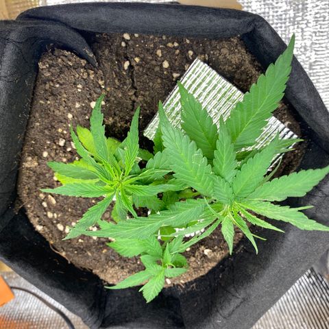 LSDxKD growlog timeline photo