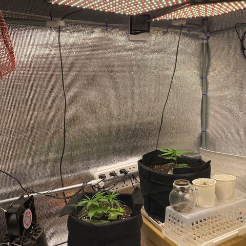 LSDxKD growlog timeline photo