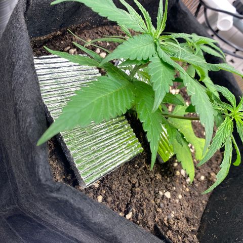 LSDxKD growlog timeline photo