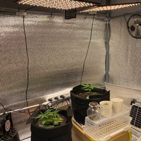LSDxKD growlog timeline photo