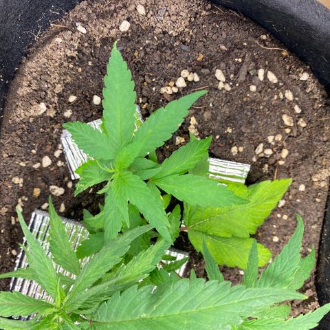 LSDxKD growlog timeline photo