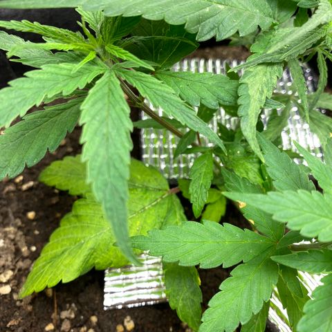 LSDxKD growlog photo: 28 dayy