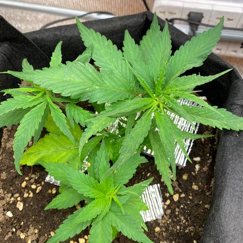 LSDxKD growlog photo: 28 dayy