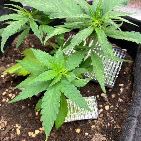LSDxKD growlog photo: 28 dayy
