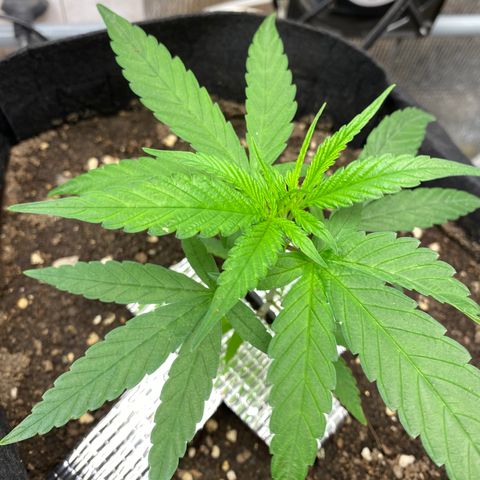 LSDxKD growlog photo: 22 dayy