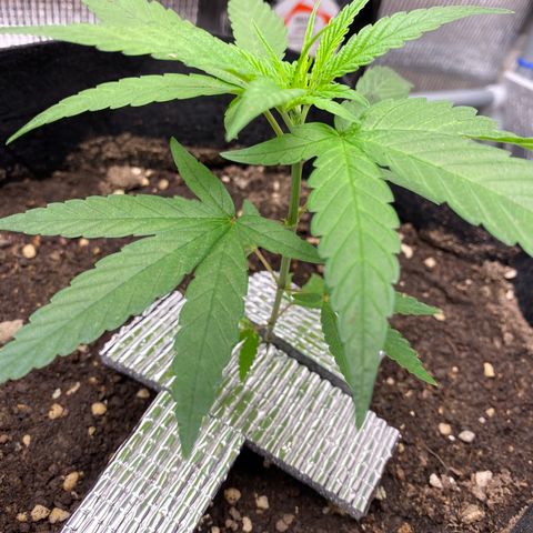 LSDxKD growlog photo: 22 dayy