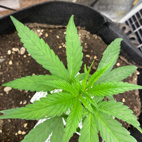 LSDxKD growlog photo: 22 dayy