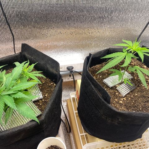 LSDxKD growlog photo: ให้ ฉลามวันแรก