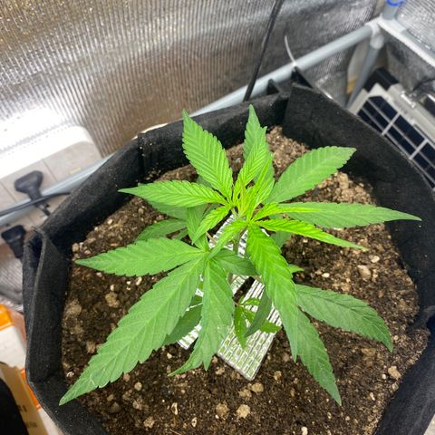 LSDxKD growlog photo: ให้ ฉลามวันแรก