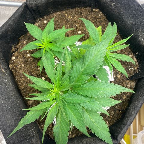 LSDxKD growlog photo: ให้ ฉลามวันแรก