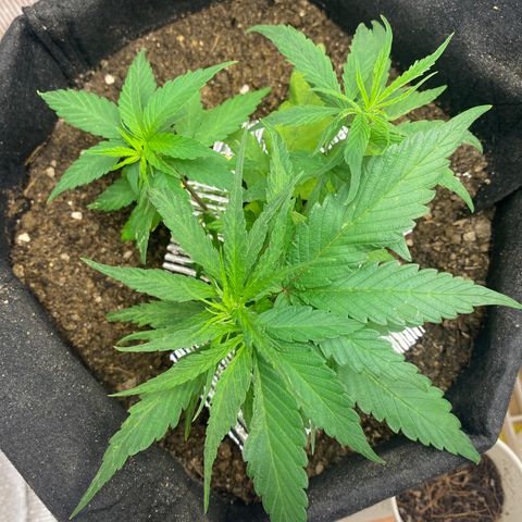 LSDxKD growlog photo: ให้ ฉลามวันแรก