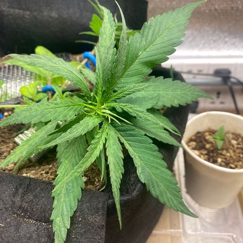 LSDxKD growlog photo: Lst ครั้งแรก