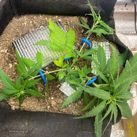 LSDxKD growlog photo: Lst ครั้งแรก