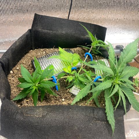 LSDxKD growlog photo: Lst ครั้งแรก