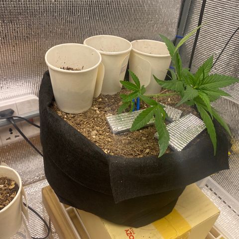 LSDxKD growlog photo: First Lst