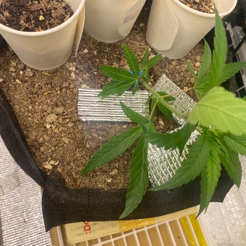 LSDxKD growlog photo: First Lst