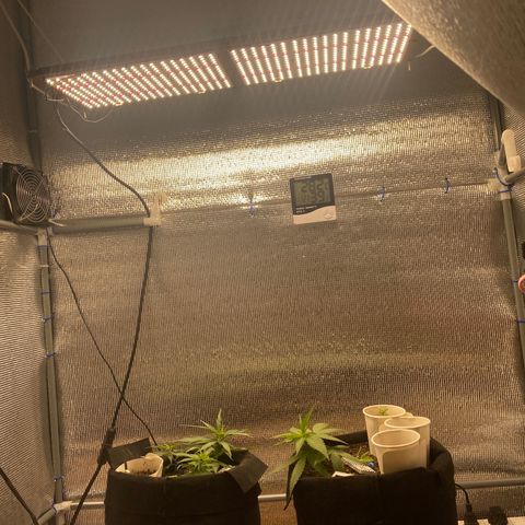 LSDxKD growlog timeline photo