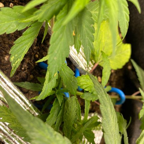 LSDxKD growlog timeline photo