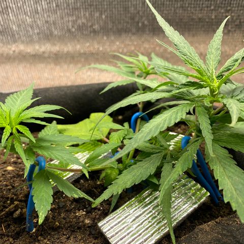 LSDxKD growlog timeline photo