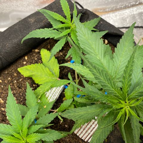 LSDxKD growlog timeline photo