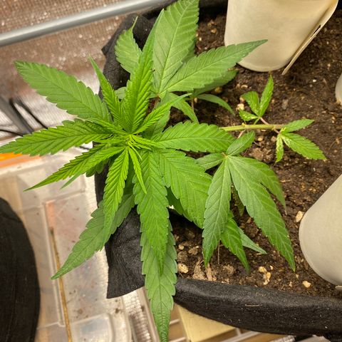 LSDxKD growlog timeline photo