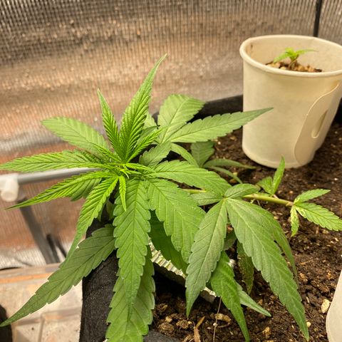 LSDxKD growlog timeline photo
