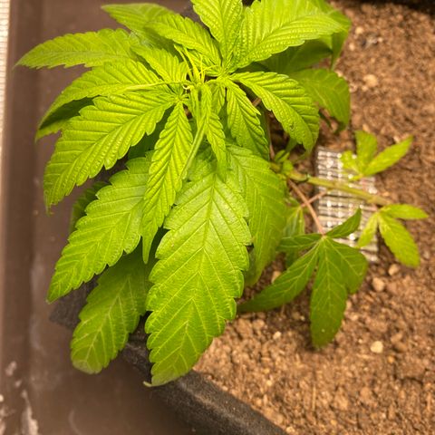 LSDxKD growlog timeline photo
