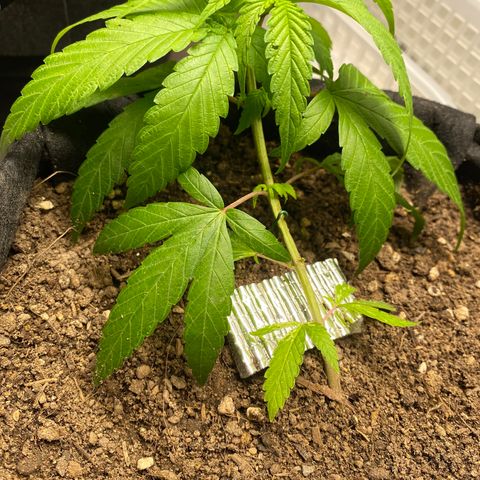 LSDxKD growlog timeline photo