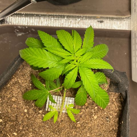 LSDxKD growlog timeline photo